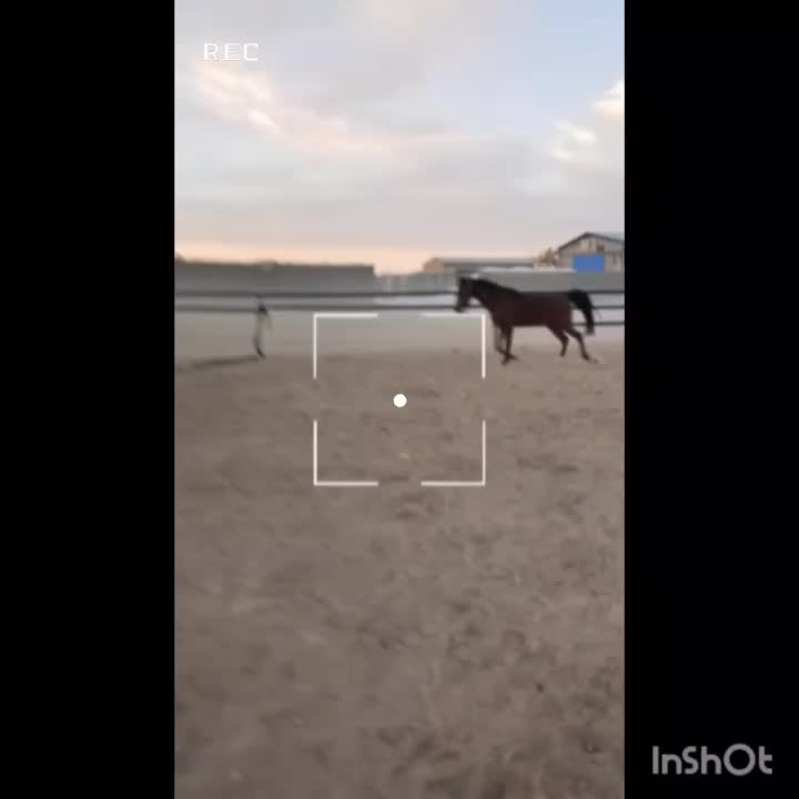 اسب|حیوانات مزرعه|معصومیه, |دیوار