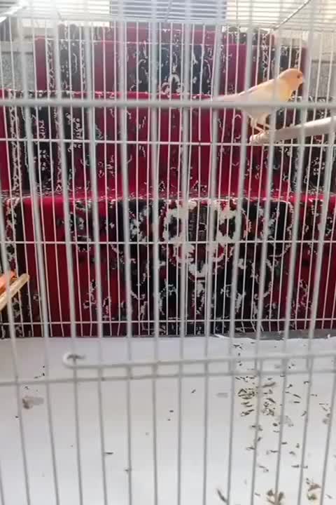 قفس وپرنده|پرنده|مشهد, رستگار|دیوار