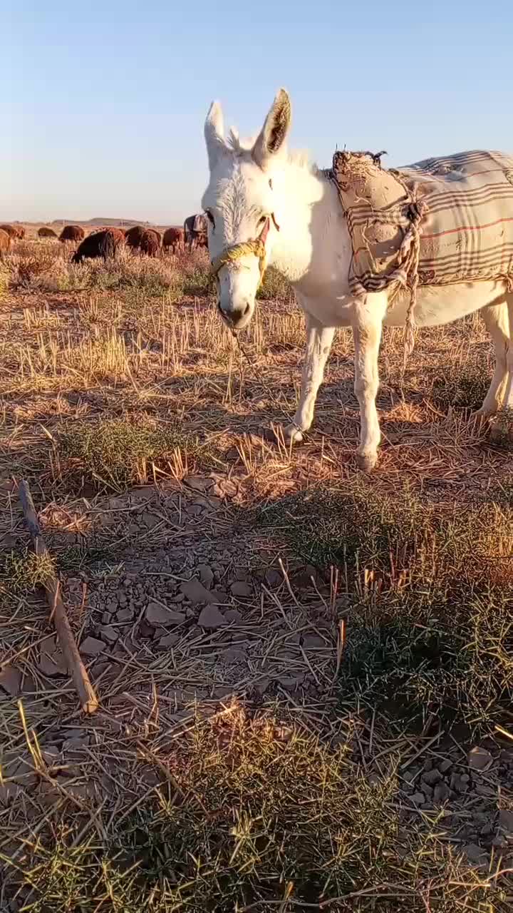 خر گله ماده|حیوانات مزرعه|فیروزه, |دیوار