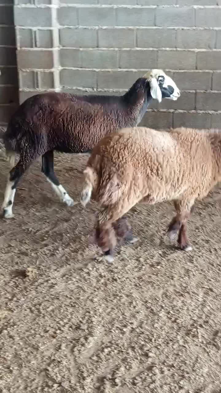 توقلی زیر قوچی|حیوانات مزرعه|گمیشان, |دیوار