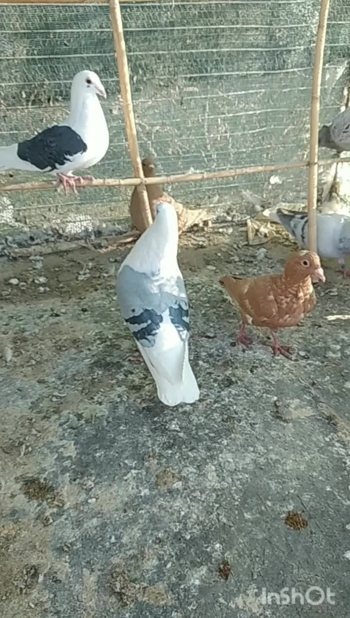 کرمانی والمانی|پرنده|قائن, |دیوار