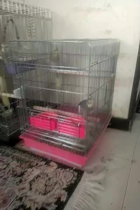 عروس هلندی سالم باقفس|پرنده|شاهین‌شهر, مسکن مهر|دیوار