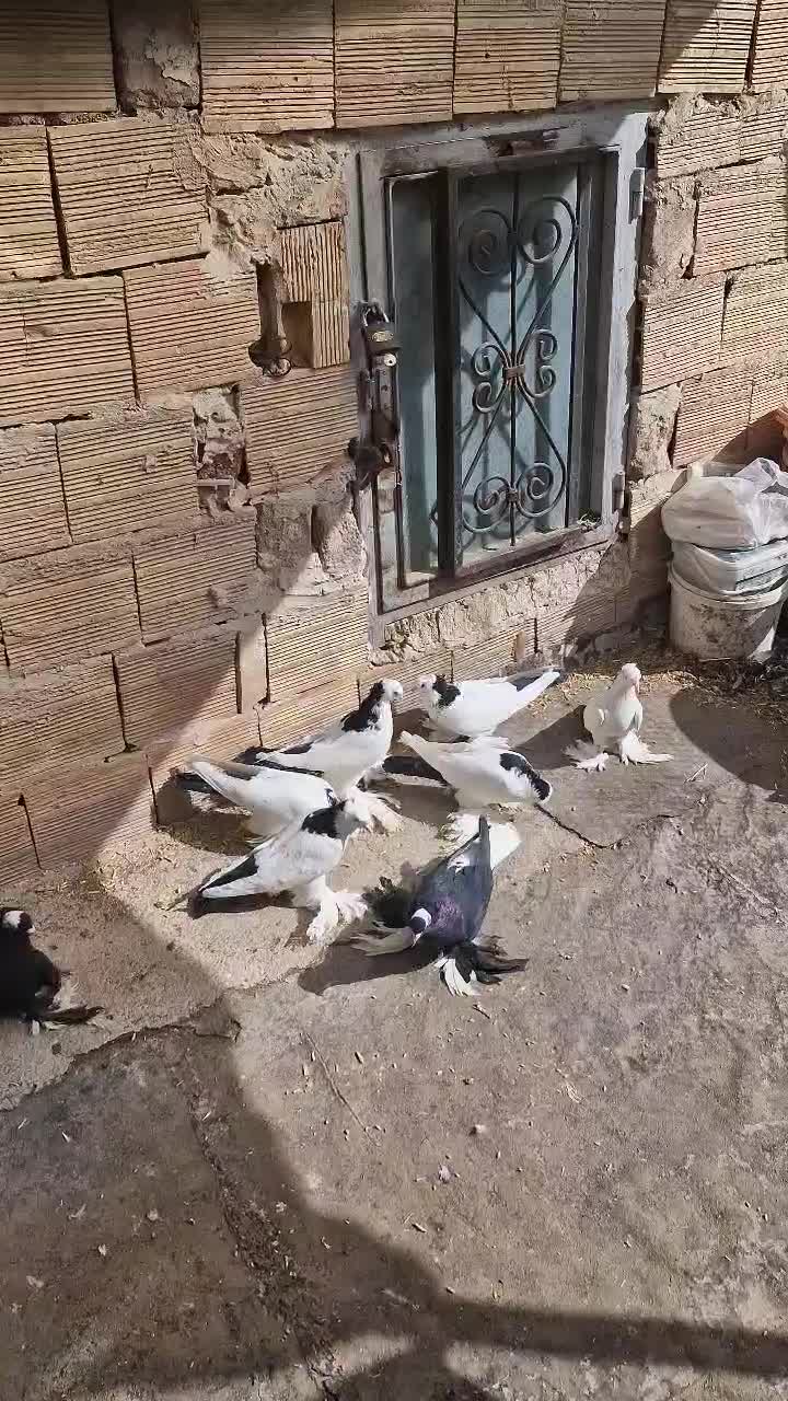 کبوتر ...|پرنده|تبریز, |دیوار