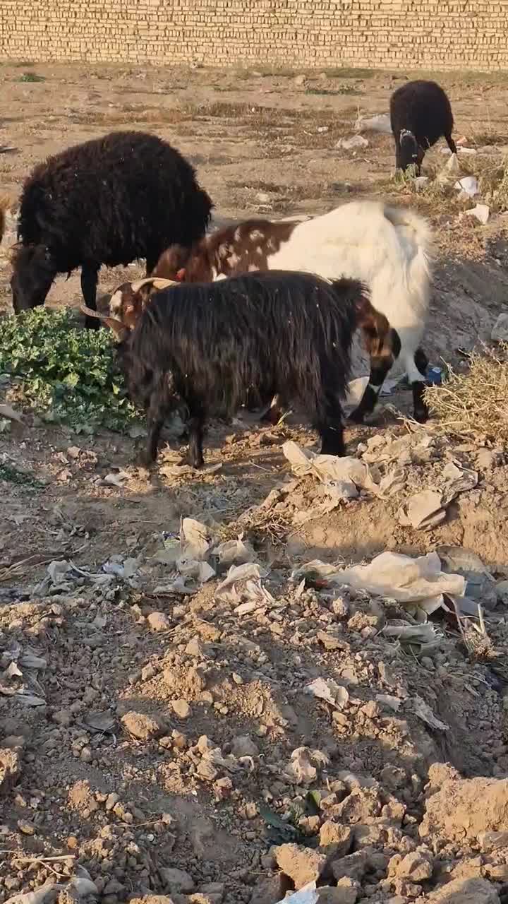 نربز و بز ابستن|حیوانات مزرعه|خاوران, |دیوار