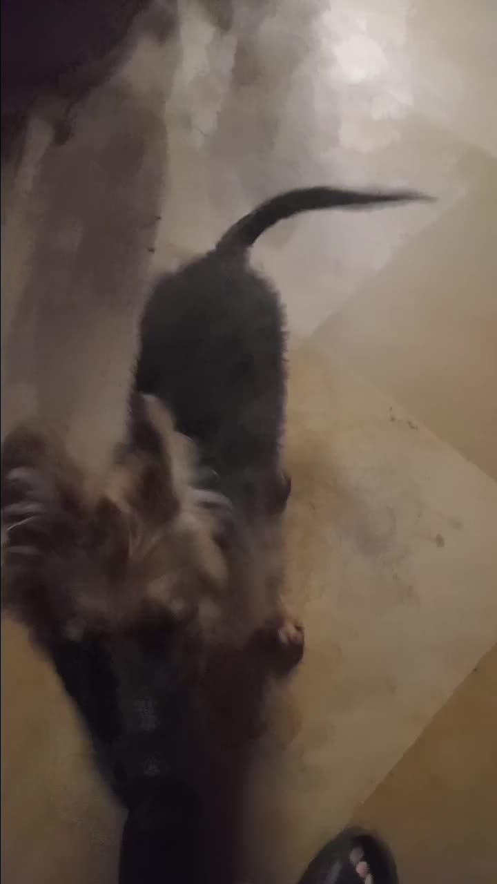 سگ ژرمن شپر|سگ|تهران, جوانمردان (اندیشه)|دیوار