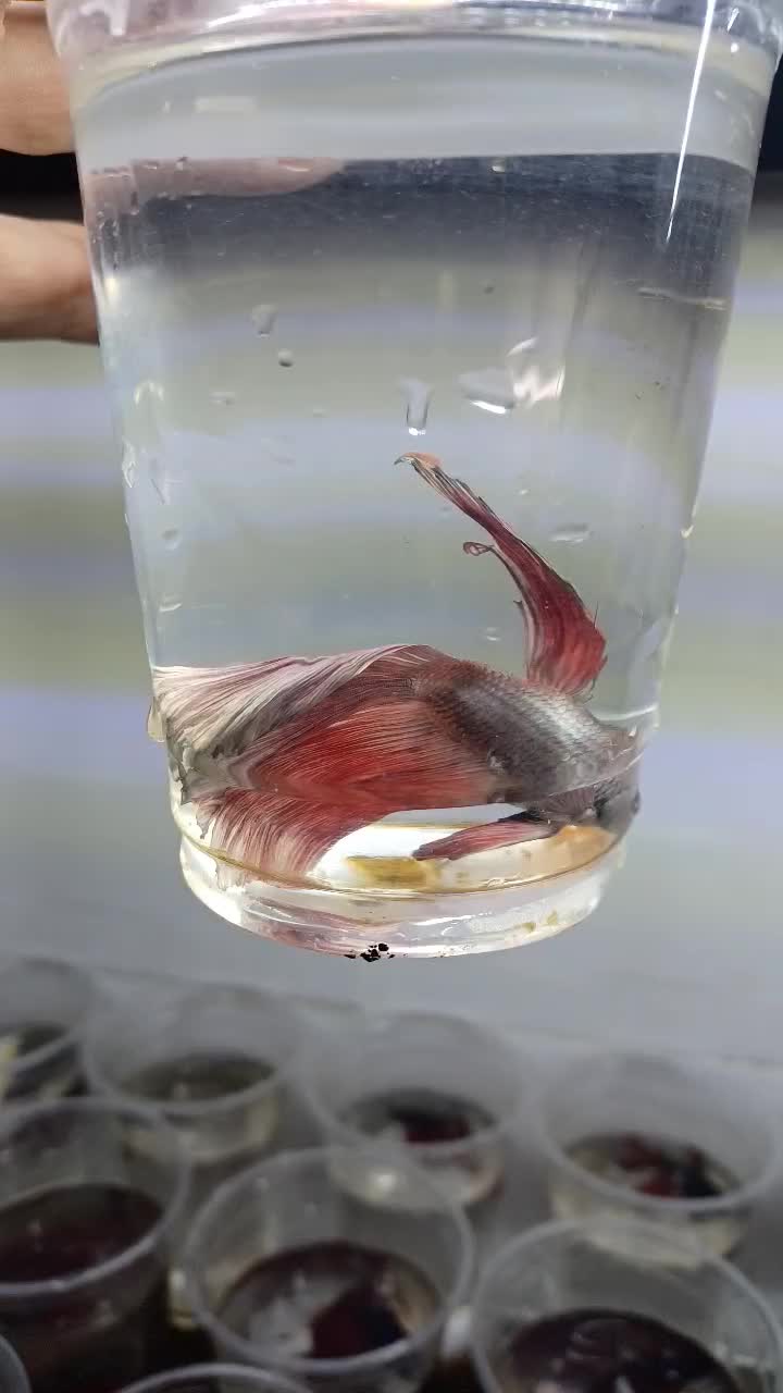 ماهی گوپی و فایتر|ماهی|تبریز, |دیوار