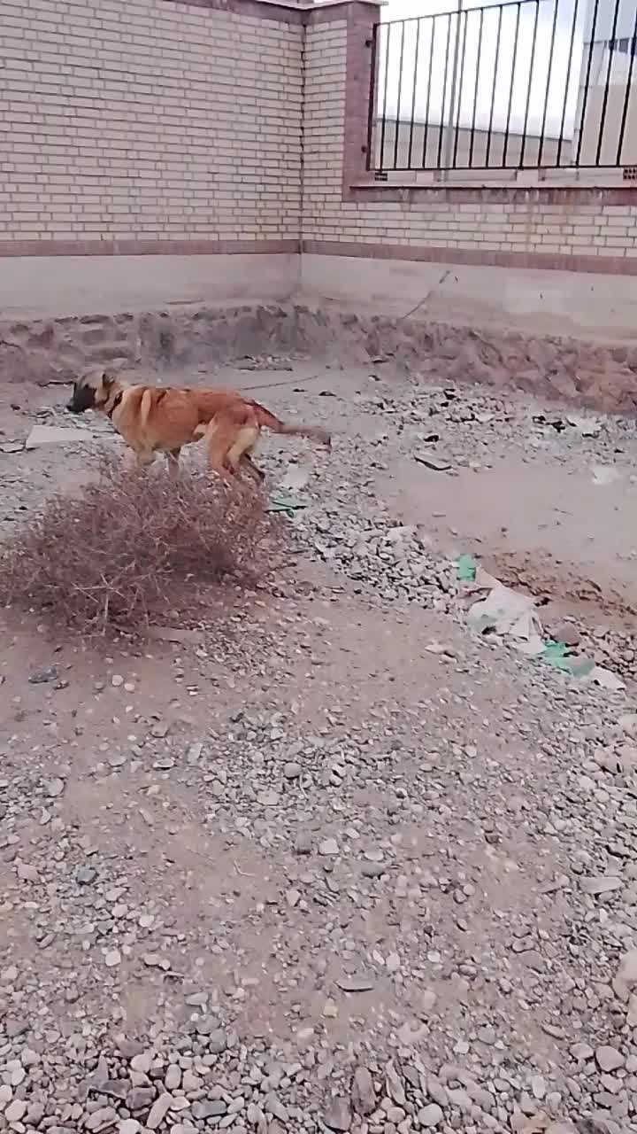 واگذاری سگ|سگ|فشاپویه, |دیوار