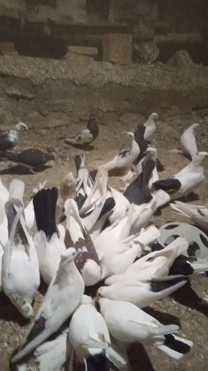 ۱ میلیون دونه ای|پرنده|مرند, |دیوار