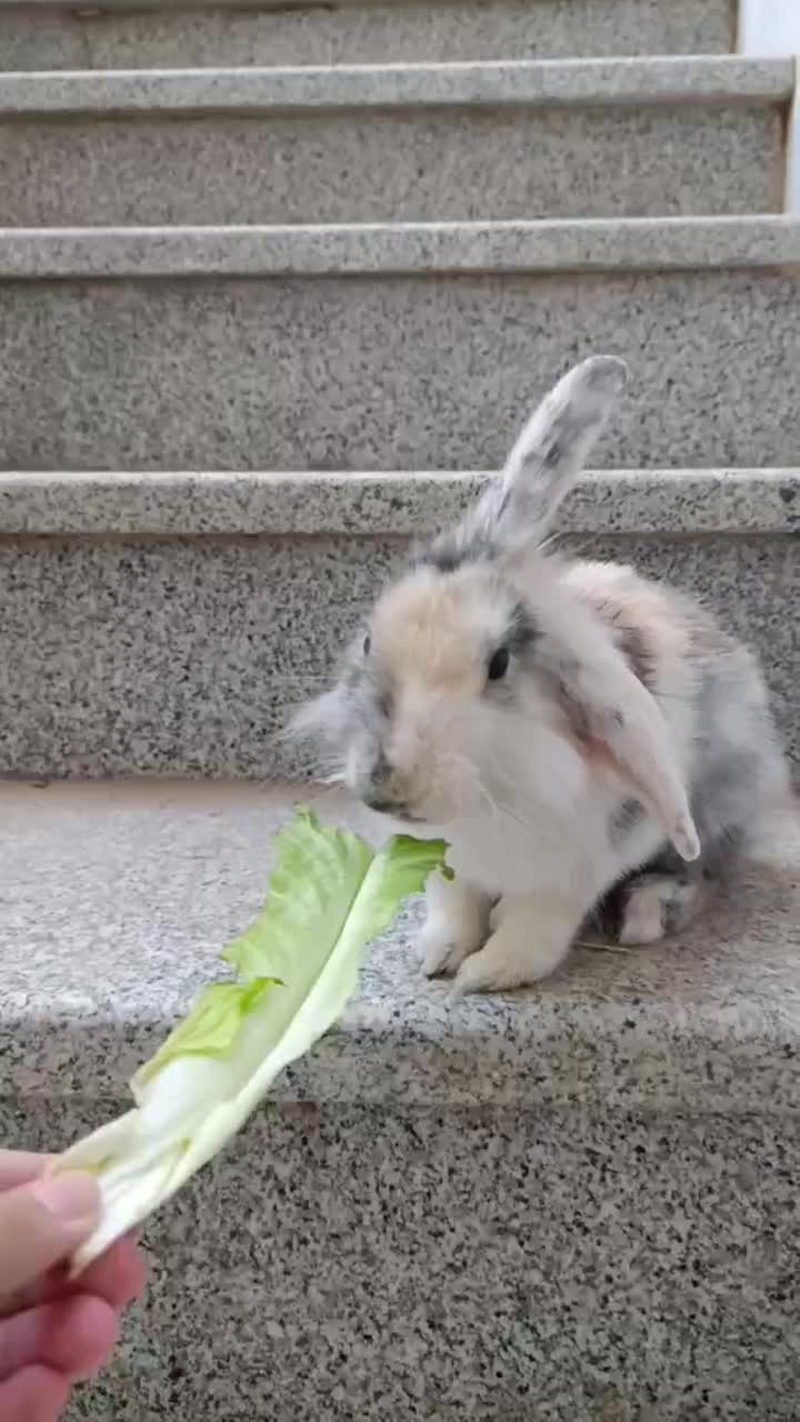 خرگوش نژاد لوپ|موش و خرگوش|قم, باجک سه|دیوار