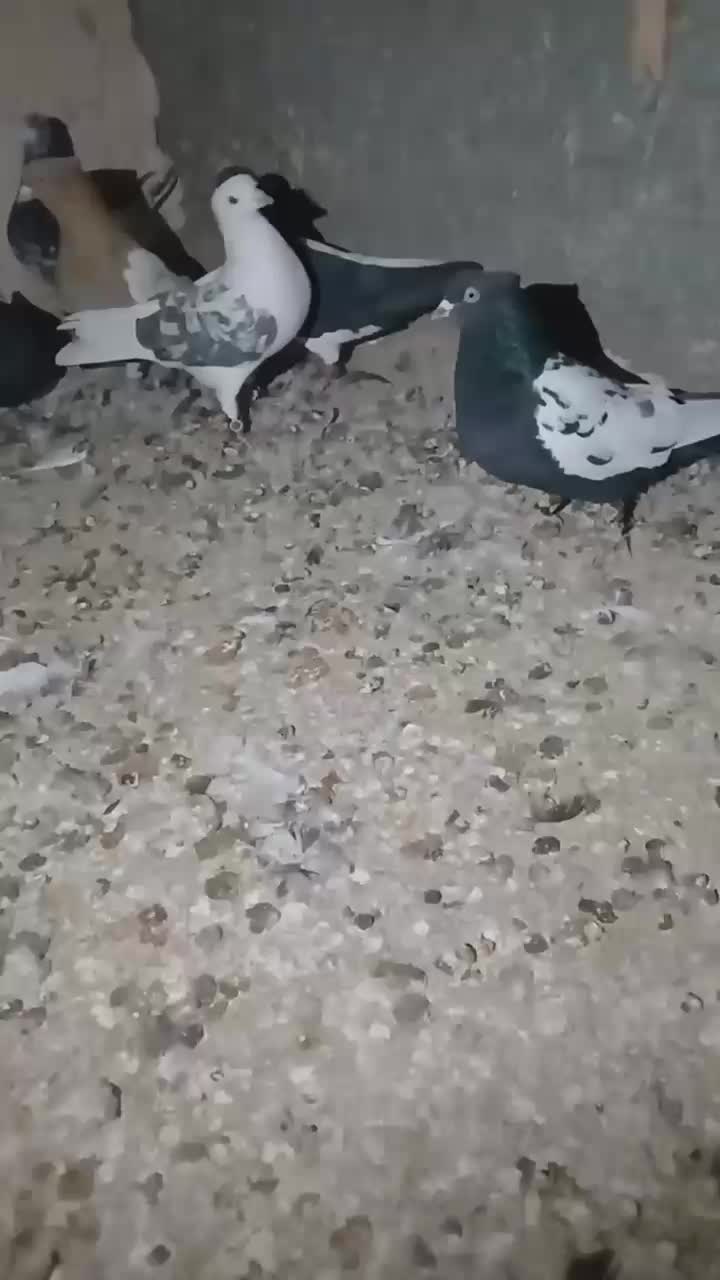 کبوتر رنگه|پرنده|قوچان, |دیوار