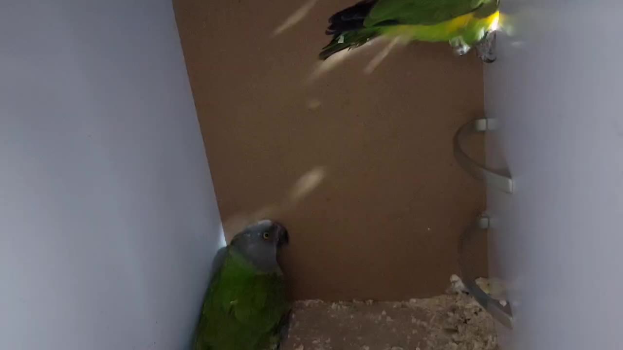 طوطی سنگال مولد راهب گرینچیک خورشیدی لوری|پرنده|پاکدشت, پاکدشت (مامازند)|دیوار