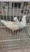 سفید فری اس|پرنده|مشهد, چهارچشمه|دیوار