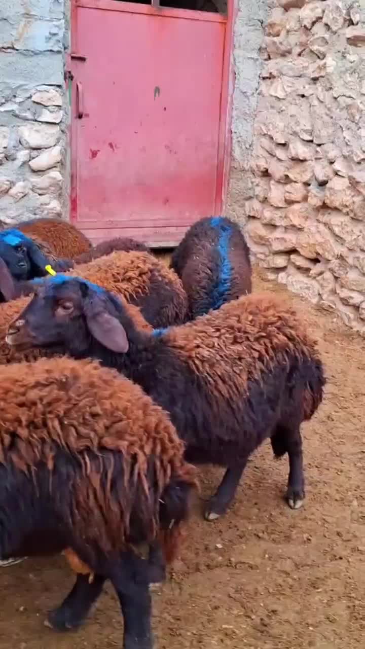 پای پروار|حیوانات مزرعه|سجاس رود, |دیوار