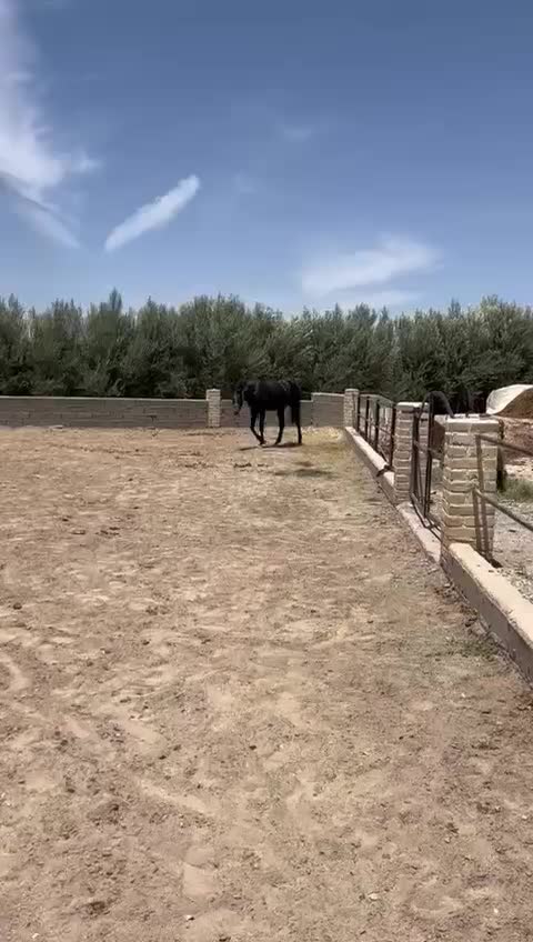 اسب تروبرد 100|اسب و تجهیزات اسبسواری|ورامین, ورامین|دیوار