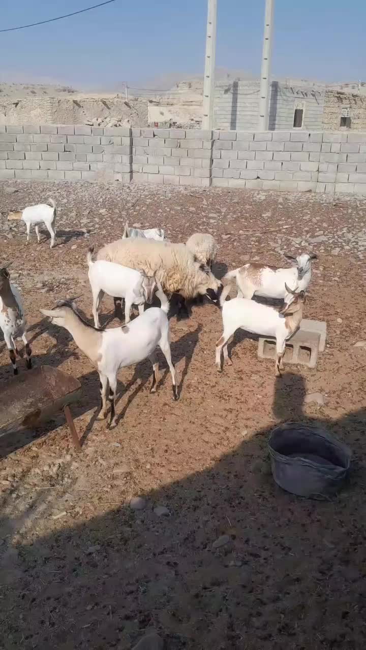 کهره گوشتی ۱۰ عدد|حیوانات مزرعه|مهران (هرمزگان), |دیوار