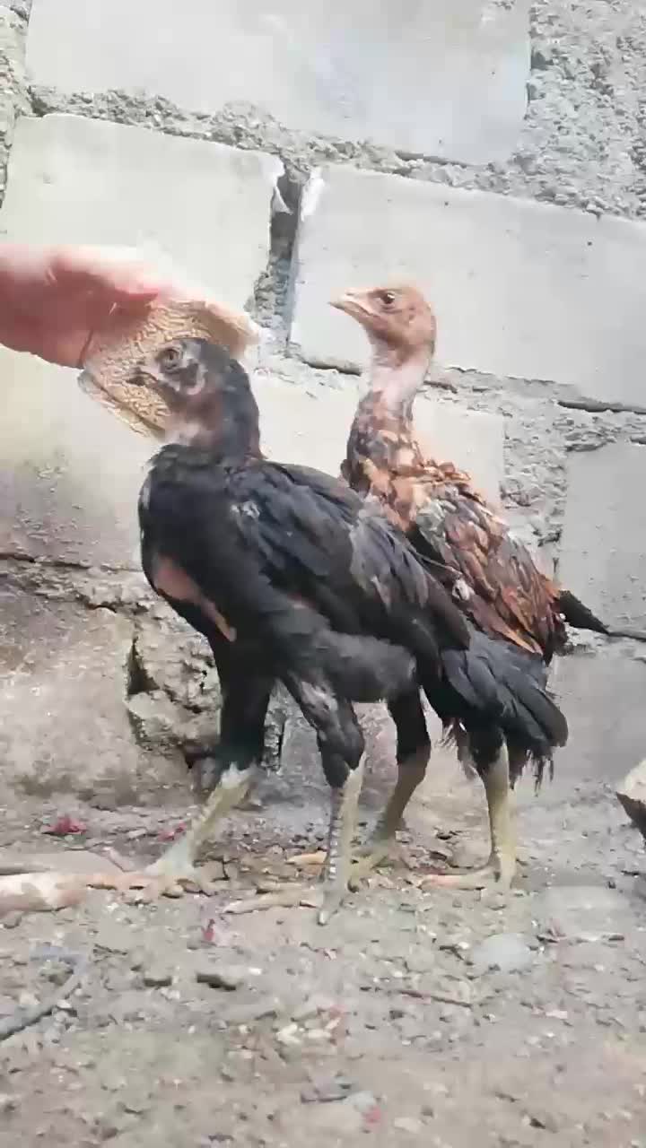 گلین و لاری|حیوانات مزرعه|رشت, پاره بیجار|دیوار