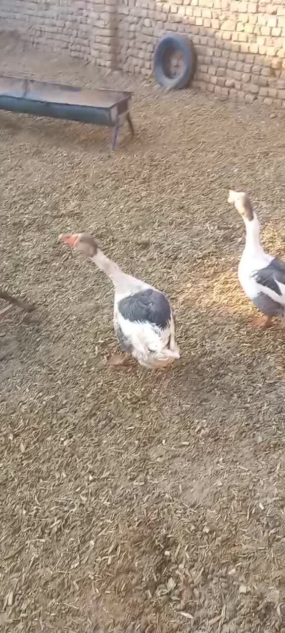 غاز|حیوانات مزرعه|گناباد, |دیوار