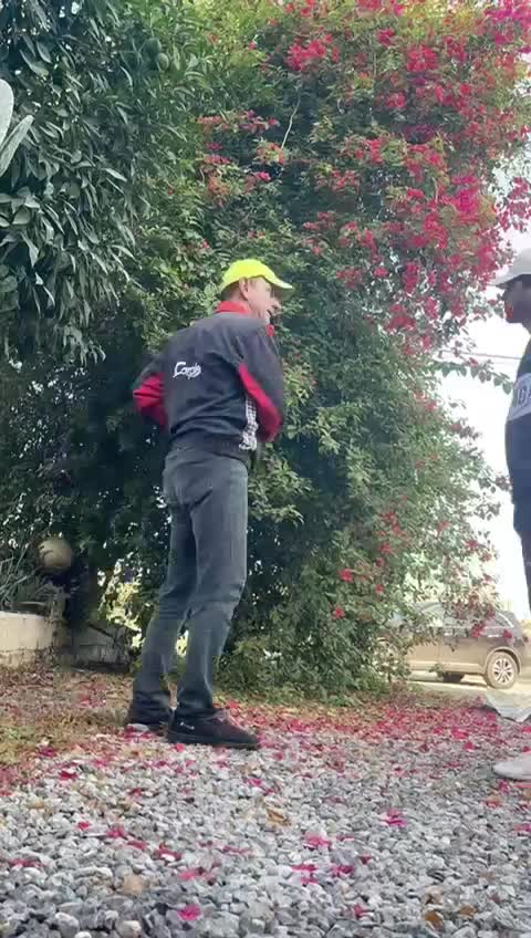 باغبانی و هرس لاوسون و درختان|خدمات باغبانی و درختکاری|دابودشت, |دیوار