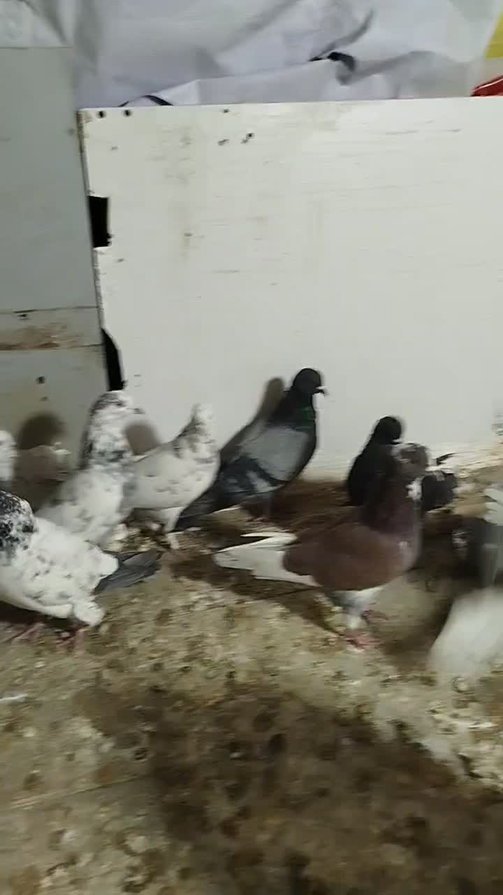 کفتر تهرانی|پرنده|بومهن, |دیوار