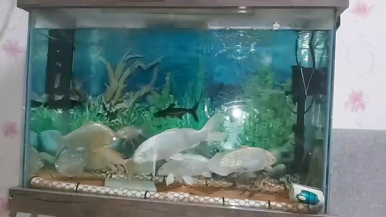 ماهی کوی|ماهی|اسلامشهر, شهرک سعیدیه|دیوار