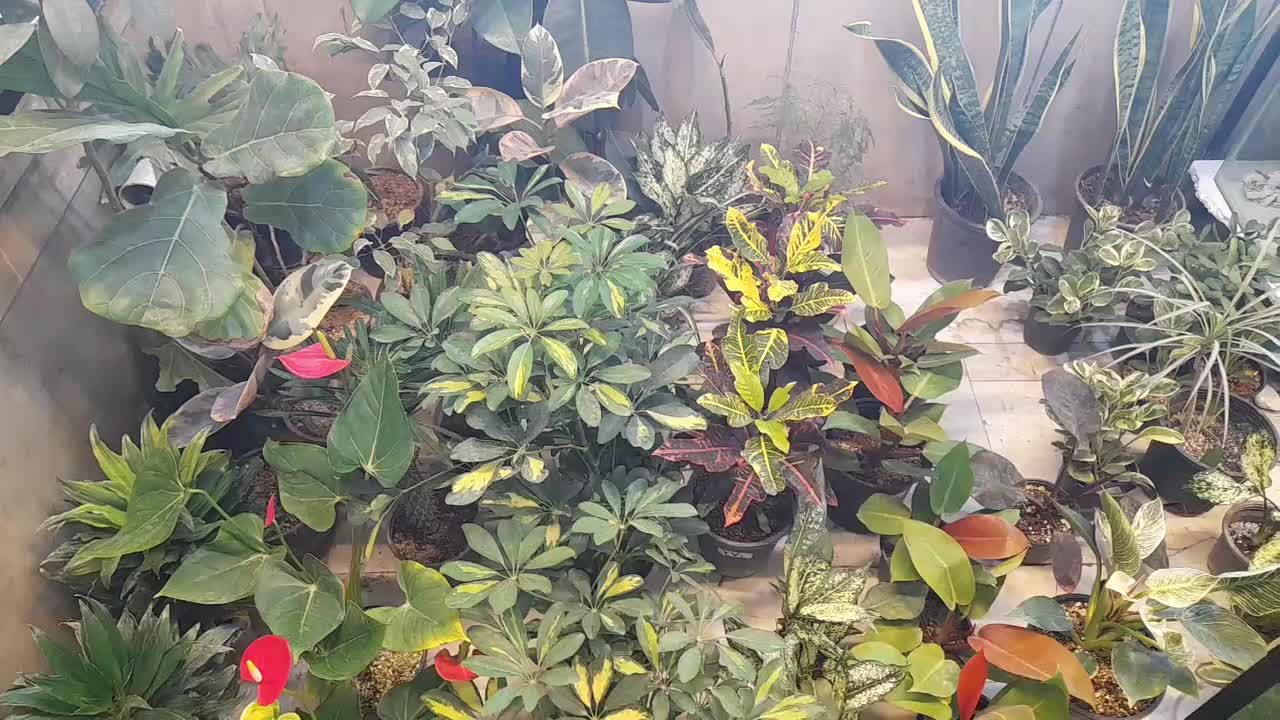 انواع گیاه های آپارتمانی برای روز مادر|گل و گیاه طبیعی|مشهد, کوه سنگی|دیوار