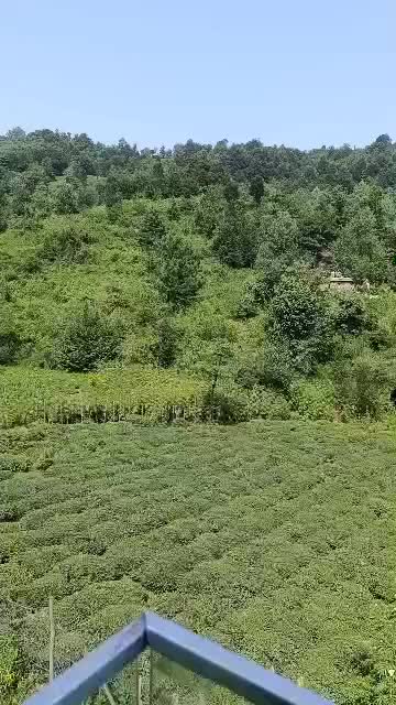 ویلای لوکس و مدرن در جنگل در سیاهکل روستای توشی|اجارهٔ کوتاهمدت ویلا و باغ|لاهیجان, شقایق|دیوار