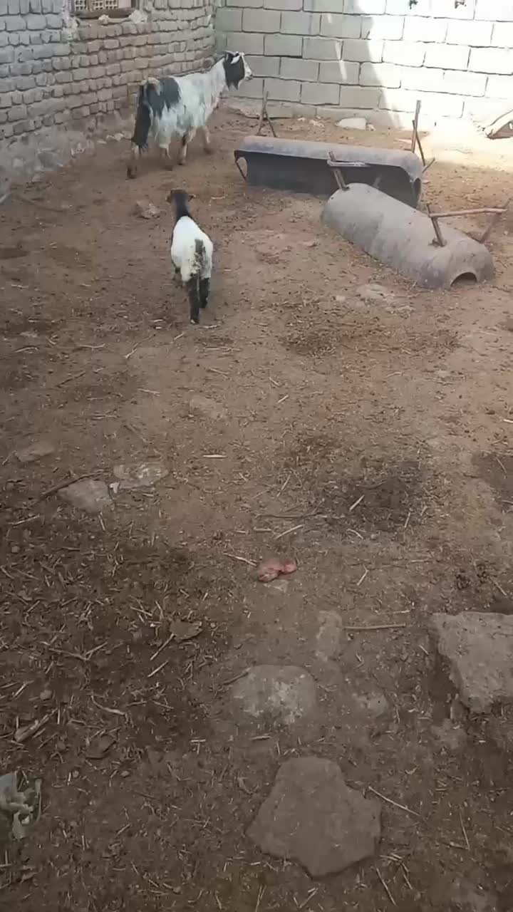 بزوه بی|حیوانات مزرعه|دورود, |دیوار