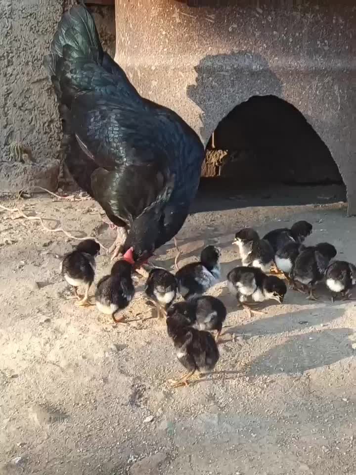 مرغ جوجه دار محلی|حیوانات مزرعه|تاتار علیا, |دیوار