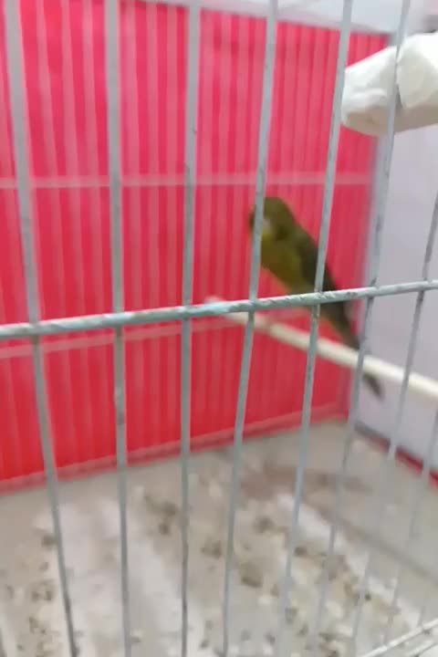 قناری نر رسمی بلند|پرنده|مشهد, امیر المومنین|دیوار