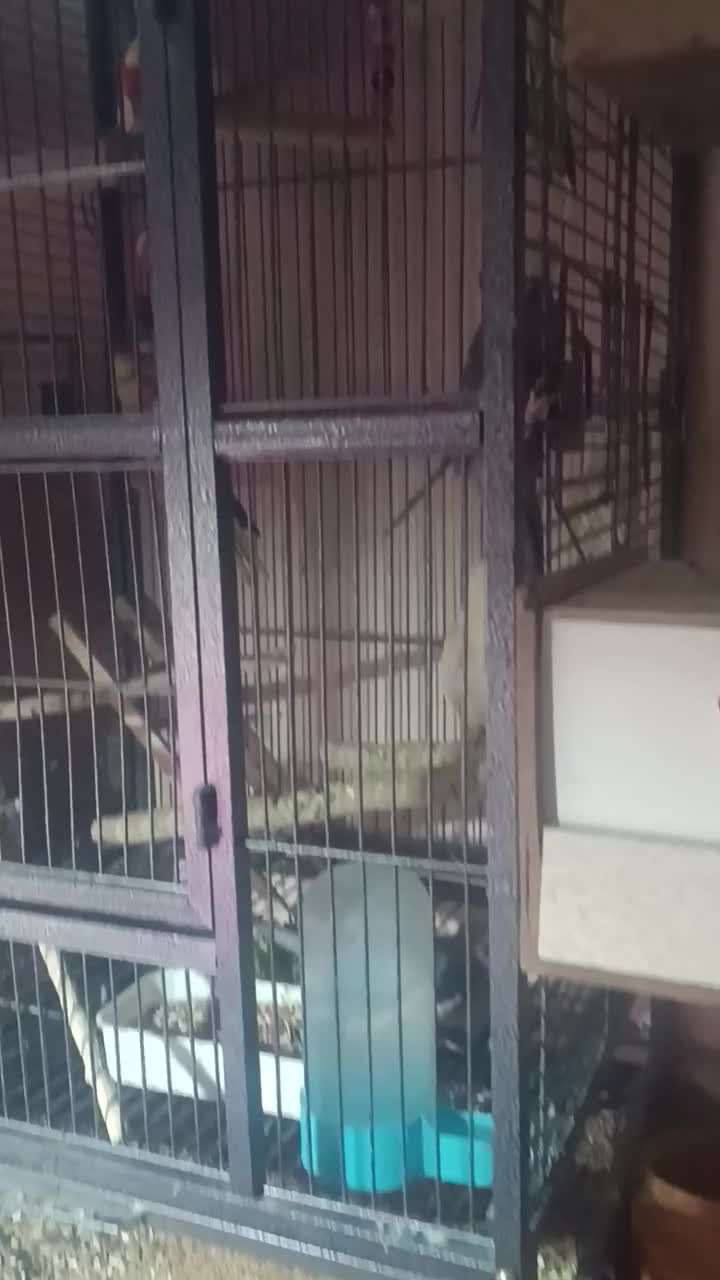 عروس پاریس|پرنده|کرخه, |دیوار