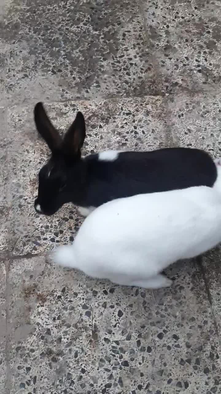 خرگوش سفید|موش و خرگوش|اهواز, اسلام آباد شرقی|دیوار