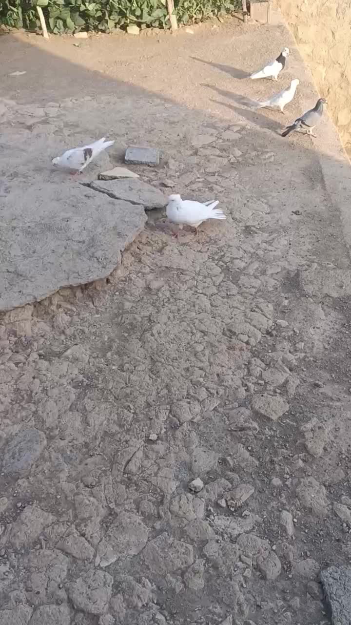 سفید شونی خوشونه|پرنده|چگنی, |دیوار