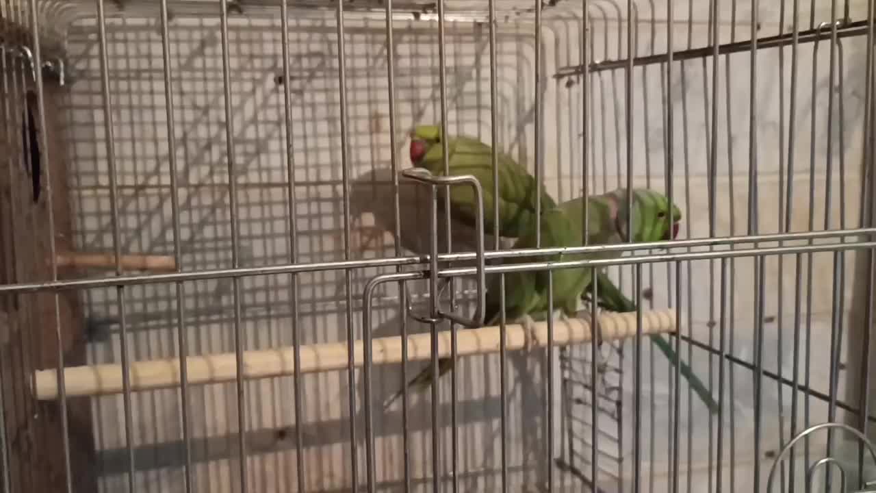 طوطی ملنگو|پرنده|بوئین زهرا, |دیوار