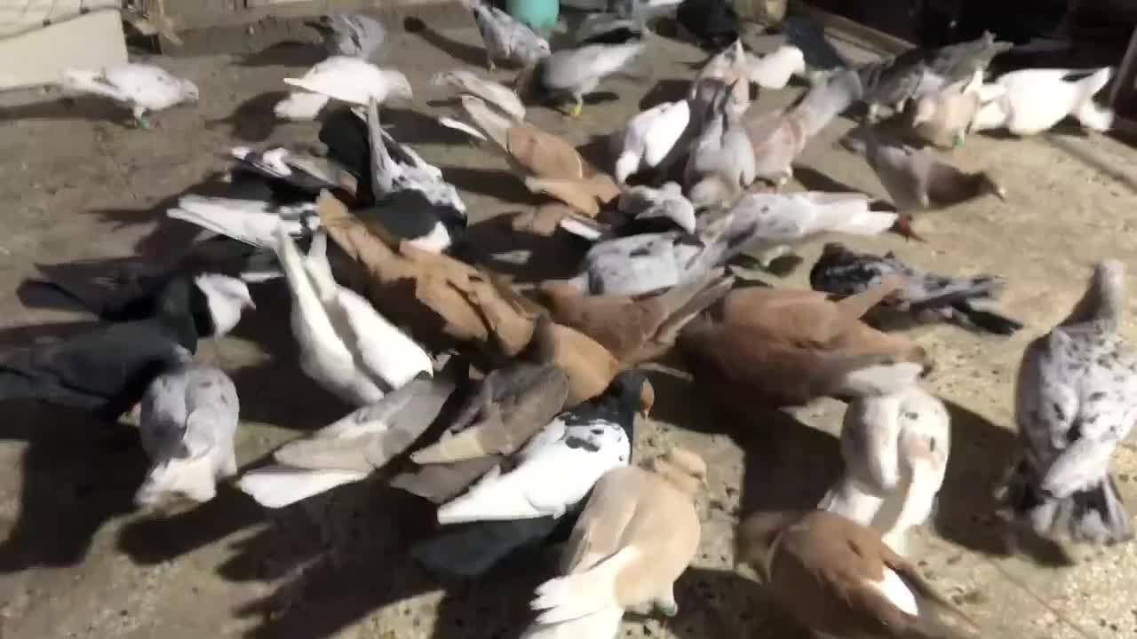 حدود ۶۰ عدد پرنده جوان نگین زدخوردی ضمانتی|پرنده|تربتحیدریه, مظفریه|دیوار