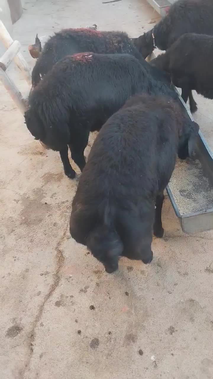 بره نر قره قزل|حیوانات مزرعه|تکاب, |دیوار