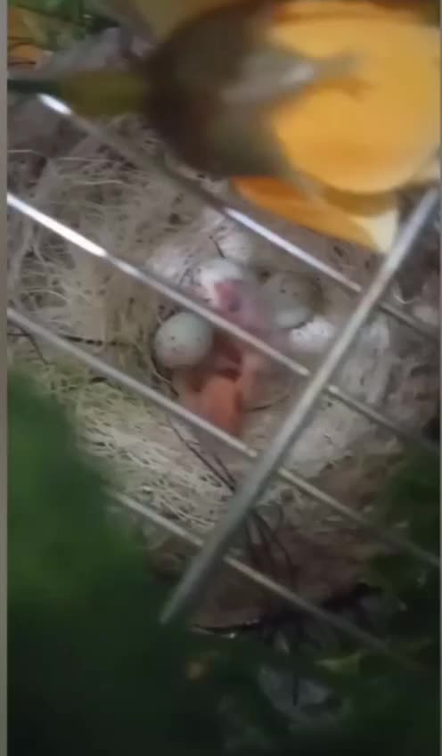 سهره ماده کار داده به ضمانت|پرنده|تهران, هلال احمر|دیوار