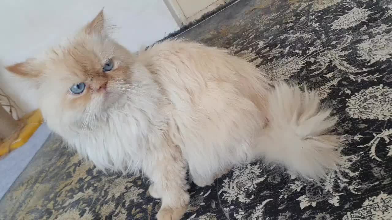 گربه|گربه|کاشان, سه راه پرورشگاه|دیوار