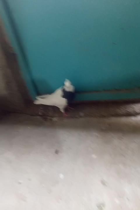 یک عدد طوقی|پرنده|شبانکاره, |دیوار