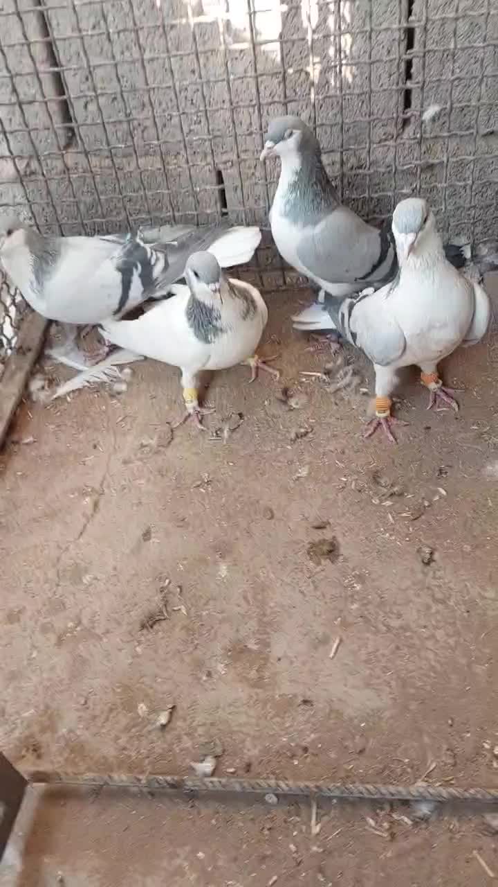 دو جفت بدرنگ فروشی|پرنده|قزوین, |دیوار