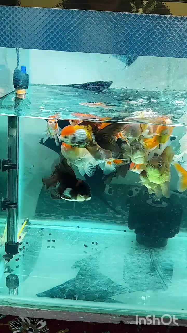 ماهی گلدفیش وارداتی|ماهی|کرمانشاه, |دیوار