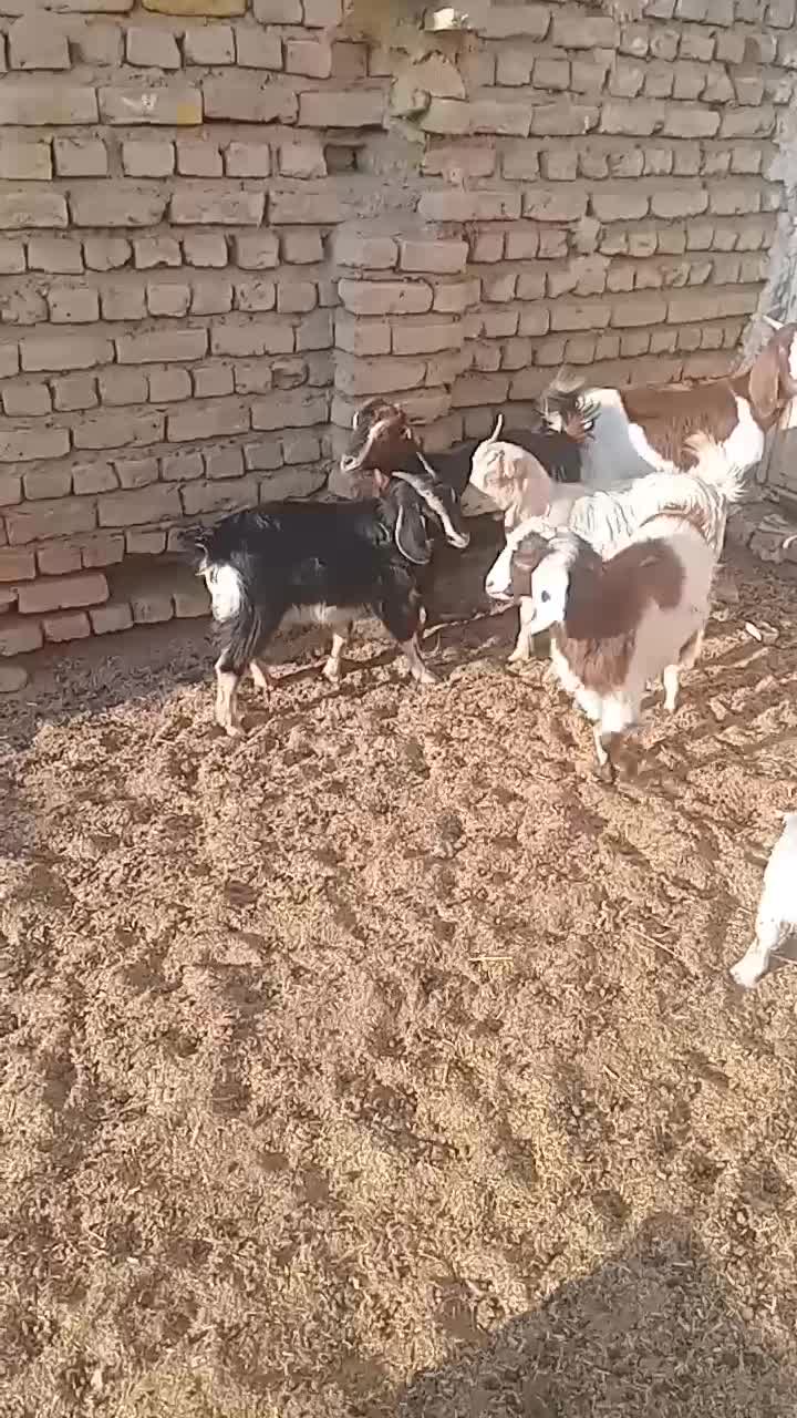 بزغاله|حیوانات مزرعه|جوادآباد, |دیوار