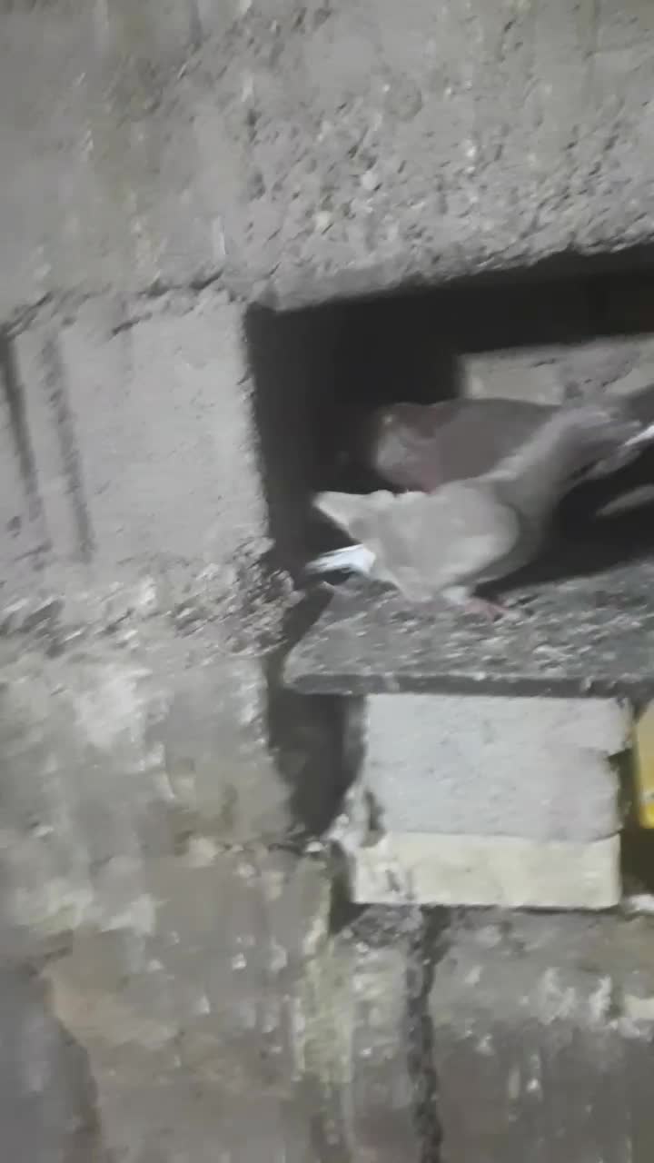 کبوتر سرخ دم پاک|پرنده|گتوند, |دیوار