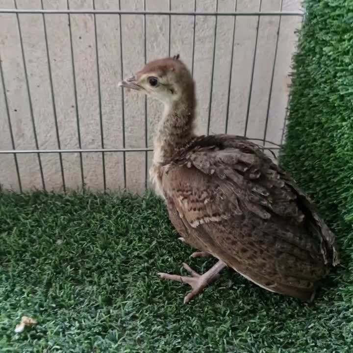 جوجه طاووس مصری ۱ ماهه و ۲ ماهه|حیوانات مزرعه|خمینی‌شهر, |دیوار