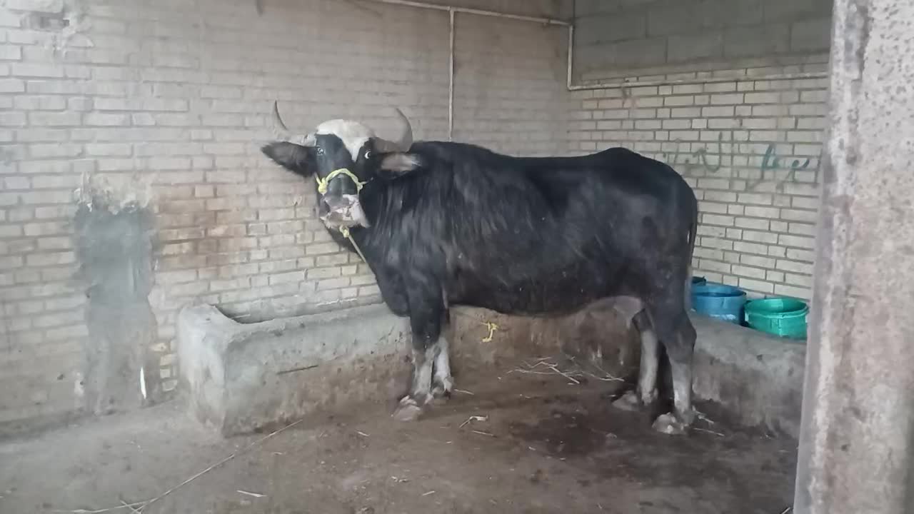 گاومیش شیری درجه یک|حیوانات مزرعه|سوسنگرد, |دیوار