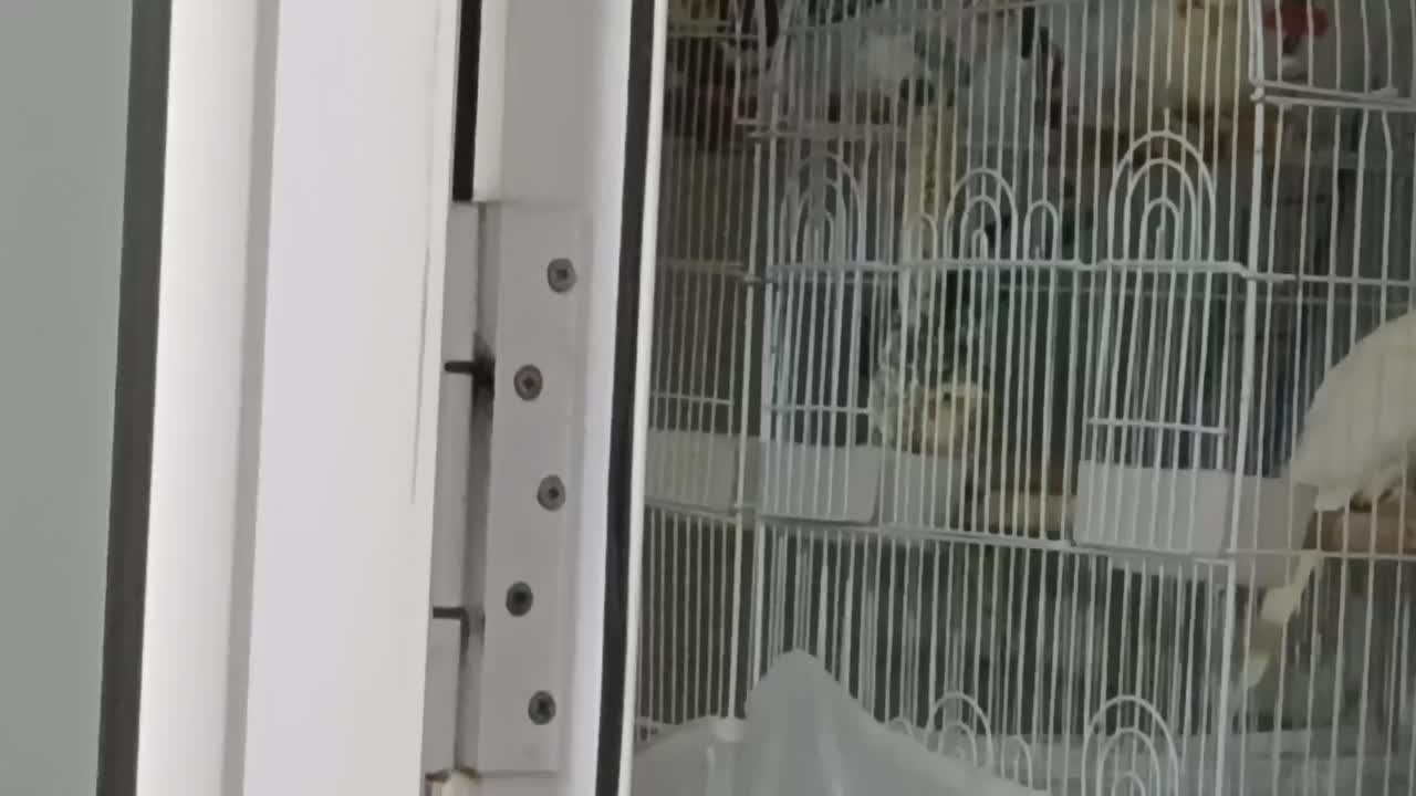 عروس هلندی ماده مینیاتوری ۱۵ ماهه مست مست سخنگو|پرنده|مرند, |دیوار