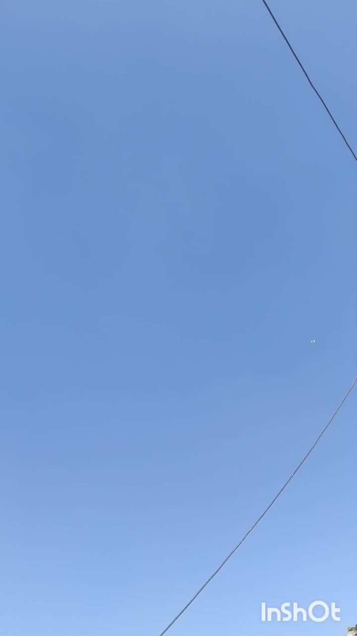 دوتا کفتر ماده|پرنده|خمینی‌شهر, |دیوار