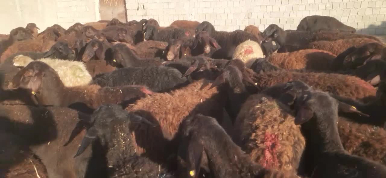 فروش گوسفند|حیوانات مزرعه|شاهین دژ, |دیوار