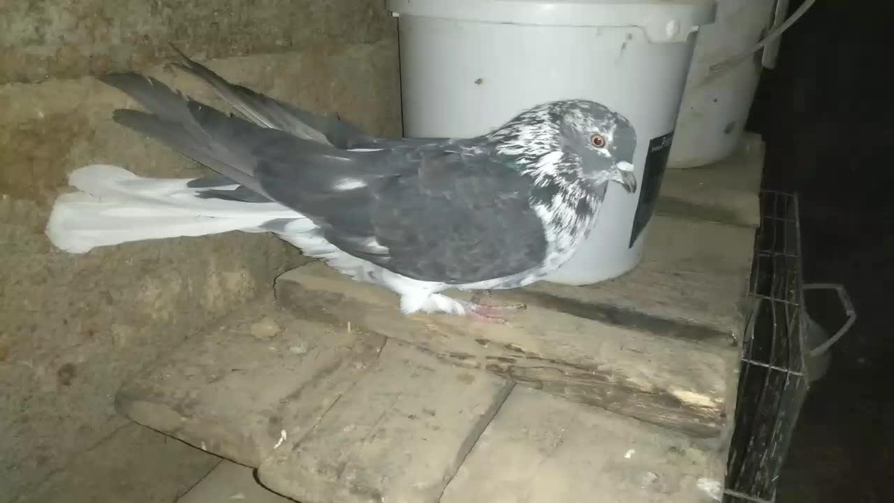 کبوتر خرمایی پور|پرنده|شهرکرد, |دیوار