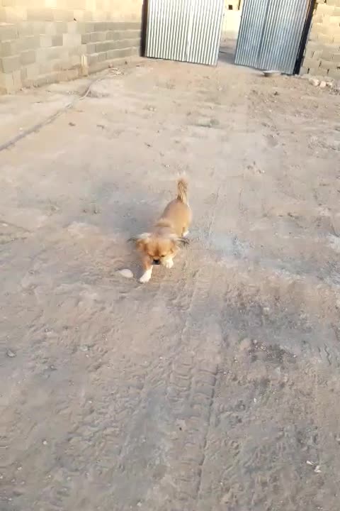 سگ خارجی زیبا|سگ|ورامین, شهرک مدرس|دیوار