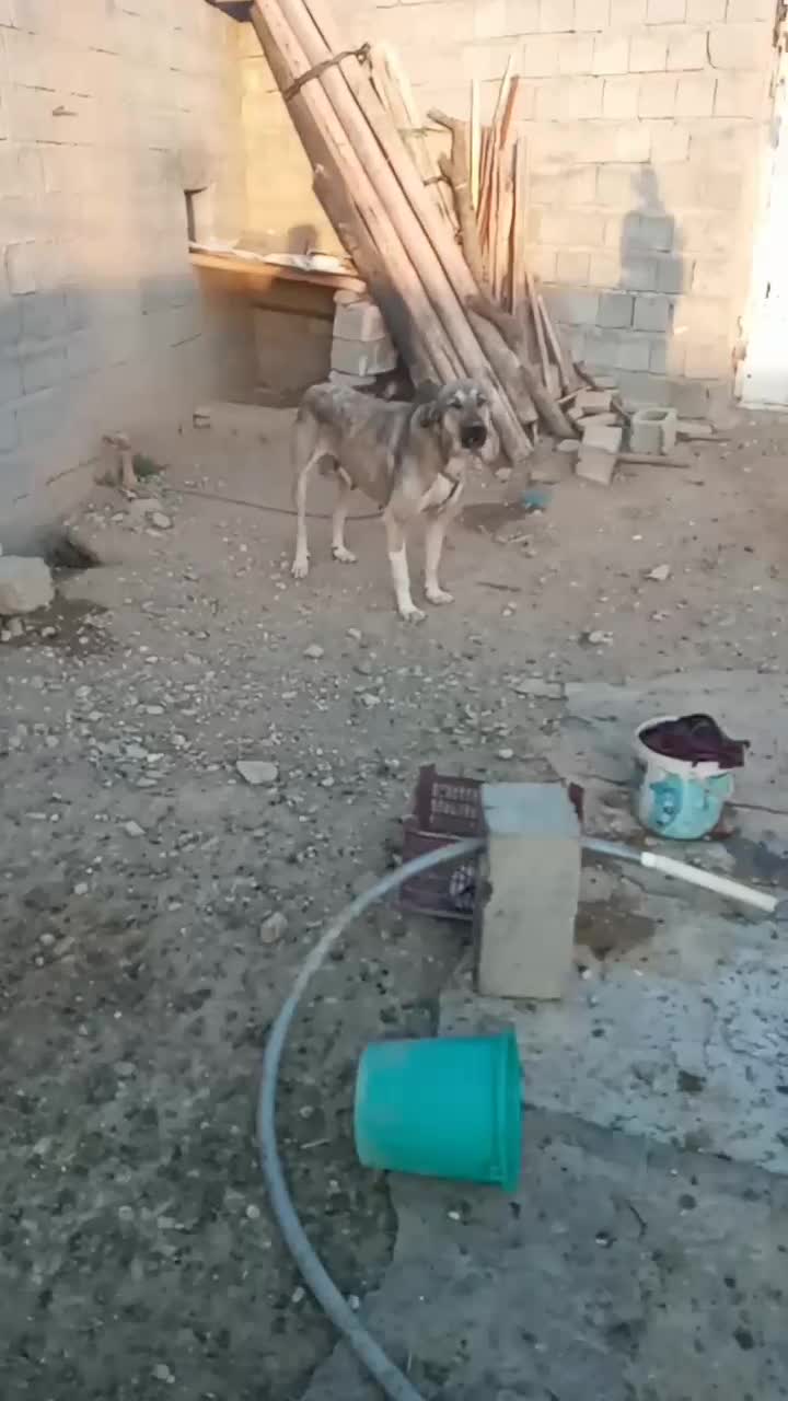 سگ پژدر|سگ|میاندوآب, |دیوار